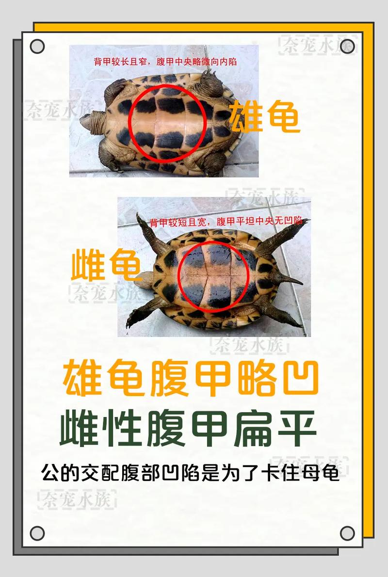 看尾巴泄殖孔分辨龟公母(乌龟怎么分公母图解) 看尾巴泄殖孔分辨龟公母(乌龟怎么分公母图解)