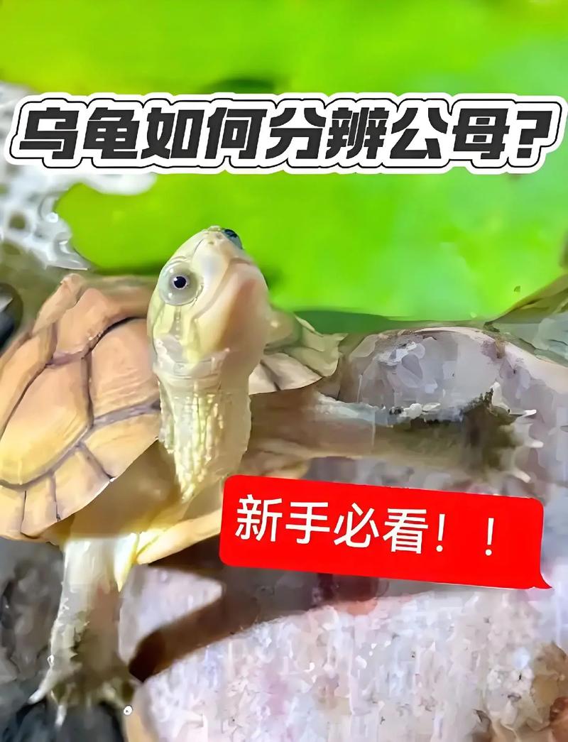 看腹甲尾巴泄殖孔(中华土龟小乌龟公母怎么分图解) 看腹甲尾巴泄殖孔(中华土龟小乌龟公母怎么分图解)