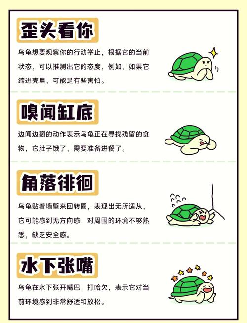 乌龟讨厌主人怎么办?看懂这些行为!(乌龟最讨厌主人的十个动作) 乌龟讨厌主人怎么办?看懂这些行为!(乌龟最讨厌主人的十个动作)