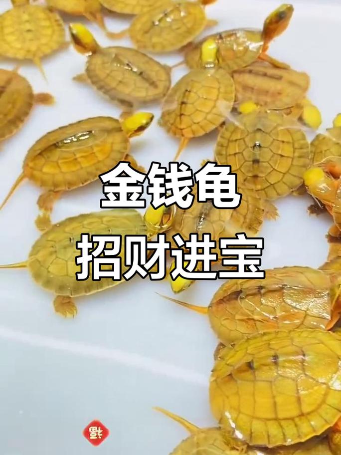 招财风水好选择(金钱龟可以养鱼缸里吗) 招财风水好选择(金钱龟可以养鱼缸里吗)
