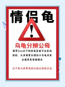 乌龟公母辨别看五点（乌龟怎么辨别公母图解）