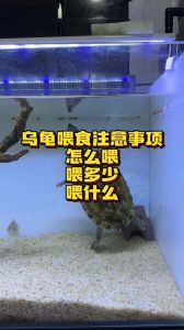 均衡喂食，宽敞水族箱，水质干净，阳光浴（珍珠龟的正确饲养方法）