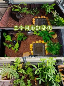 泥水利弊与科学搭建（生态龟缸环境布置）