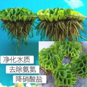 龟缸养水草，净化水质又好看（最适合乌龟缸的净化水生植物）
