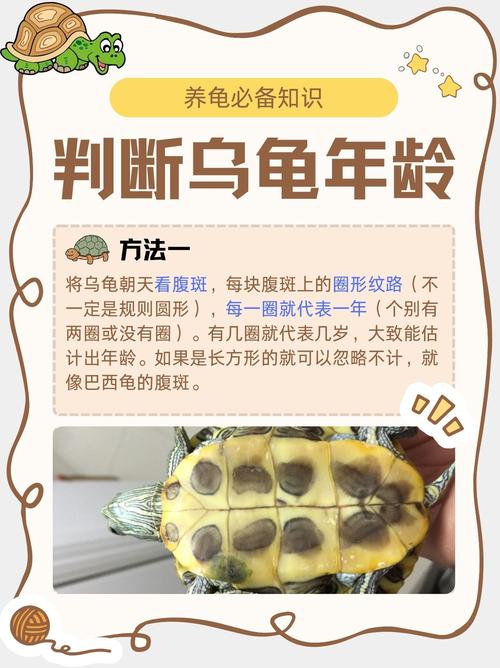 乌龟长寿,公母有别,混养易打,需注意差异(母乌龟比公乌龟寿命长) 乌龟长寿,公母有别,混养易打,需注意差异(母乌龟比公乌龟寿命长)