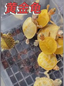 饮食环境健康，互动增感情（黄金巴西龟怎么养好）