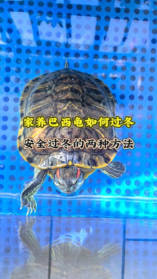 自然冬眠或加温,幼龟必加温(家养的小乌龟怎么过冬) 自然冬眠或加温,幼龟必加温(家养的小乌龟怎么过冬)