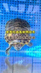 自然冬眠或加温，幼龟必加温（家养的小乌龟怎么过冬）