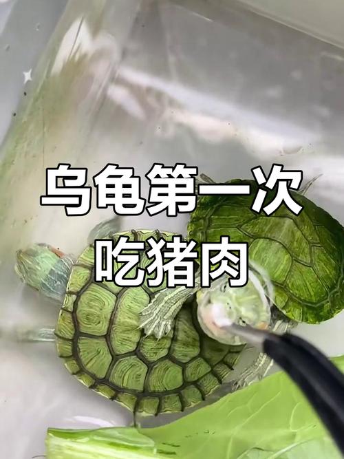 巴西龟可适量喂食鱼肉,但需搭配龟粮,每周2-3次(巴西龟能吃带鱼肉吗) 巴西龟可适量喂食鱼肉,但需搭配龟粮,每周2-3次(巴西龟能吃带鱼肉吗)