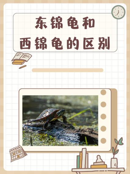 选哪种养?(东锦龟和西锦龟哪个好呢) 选哪种养?(东锦龟和西锦龟哪个好呢)