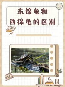 选哪种养？（东锦龟和西锦龟哪个好呢）