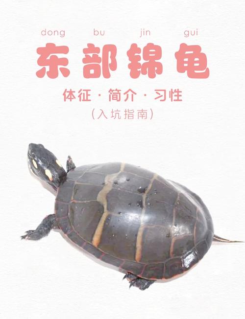 与谁同缸?注意事项看这里!(东锦龟可以和什么龟养) 与谁同缸?注意事项看这里!(东锦龟可以和什么龟养)