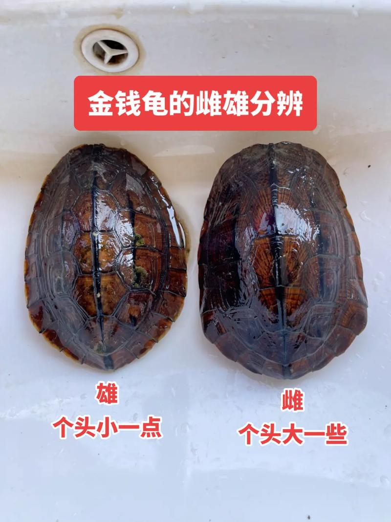 金钱龟公母辨别方法(金钱龟怎么分公母) 金钱龟公母辨别方法(金钱龟怎么分公母)