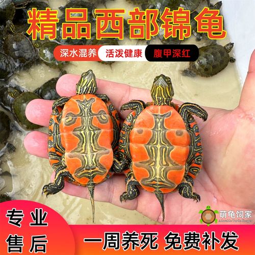东锦与蓝吉罗可混,西锦需谨慎(东锦龟适合和其他龟一起养吗) 东锦与蓝吉罗可混,西锦需谨慎(东锦龟适合和其他龟一起养吗)
