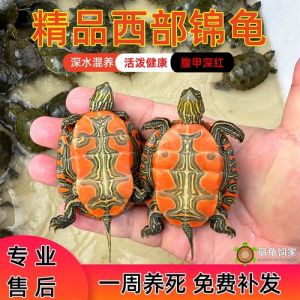东锦与蓝吉罗可混，西锦需谨慎（东锦龟适合和其他龟一起养吗）