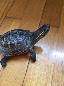 保持28-32℃，注意保暖防病（冬天龟缸调到多少度）