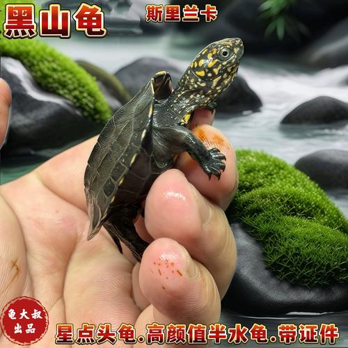 好养耐寒,互动与成本需权衡(黑山龟和亚巨哪个好养) 好养耐寒,互动与成本需权衡(黑山龟和亚巨哪个好养)