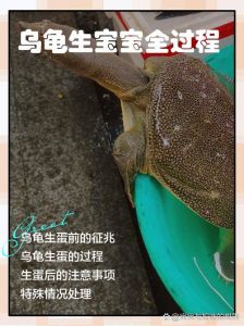 草龟缸里产蛋，造好窝，健康多（草龟能在龟缸里产蛋吗）