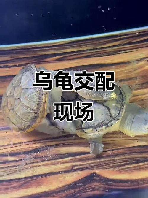 公龟咬母龟尾巴怎么办?(公乌龟咬母乌龟尾巴) 公龟咬母龟尾巴怎么办?(公乌龟咬母乌龟尾巴)