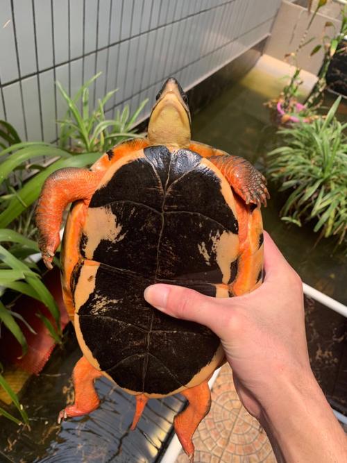 乌龟产蛋猴分桃牛排标签关门拉链黄瓜贴脸情感伤害(有一个山洞进去了五只母乌龟) 乌龟产蛋猴分桃牛排标签关门拉链黄瓜贴脸情感伤害(有一个山洞进去了五只母乌龟)