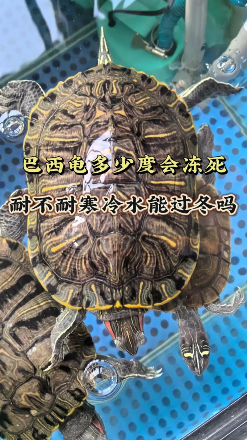 乌龟冬爬外边?检查环境别打扰(冬天乌龟为什么一直往缸外爬) 乌龟冬爬外边?检查环境别打扰(冬天乌龟为什么一直往缸外爬)
