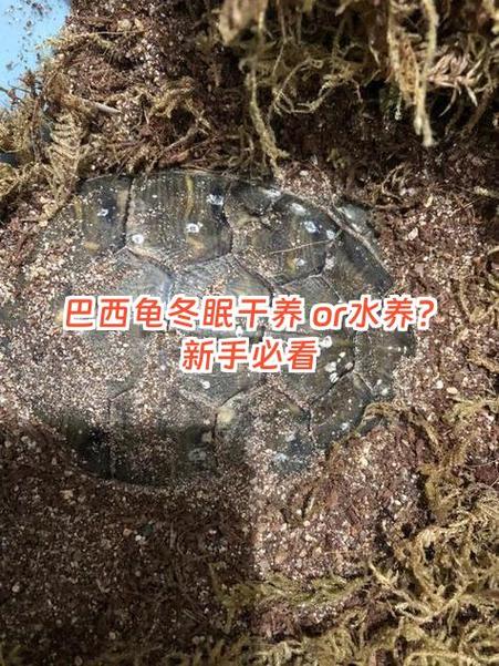 巴西龟水陆养,温度阳光要记牢(巴西龟干养还是水养好能一直在水里面吗) 巴西龟水陆养,温度阳光要记牢(巴西龟干养还是水养好能一直在水里面吗)