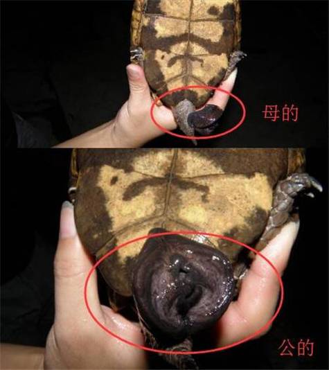 巴西龟公母怎么分?看体型爪孔腹甲!(巴西乌龟怎么看公母) 巴西龟公母怎么分?看体型爪孔腹甲!(巴西乌龟怎么看公母)
