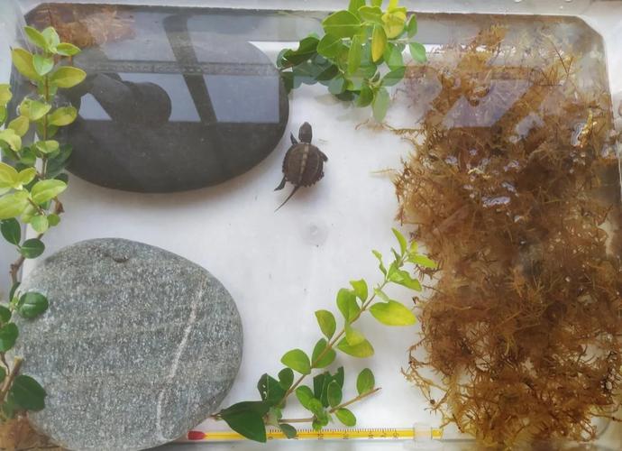10升水+安全晒台(15cm长的乌龟需要多大乌龟缸) 10升水+安全晒台(15cm长的乌龟需要多大乌龟缸)