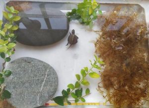 10升水+安全晒台（15cm长的乌龟需要多大乌龟缸）