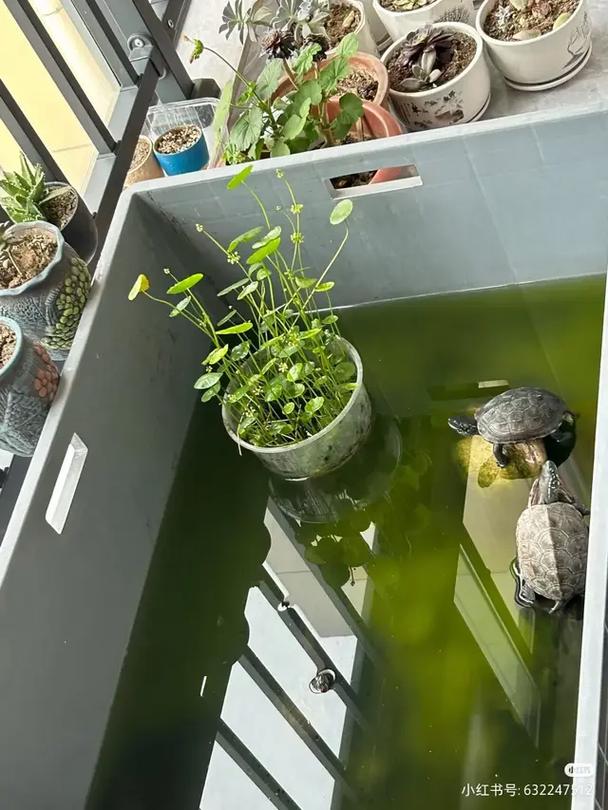 草龟缸绿藻多?控光刷洗换水管用!(草龟缸里长绿藻怎么办) 草龟缸绿藻多?控光刷洗换水管用!(草龟缸里长绿藻怎么办)