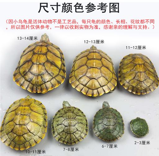 选对伙伴防冲突(巴西龟可以和什么龟养在一起) 选对伙伴防冲突(巴西龟可以和什么龟养在一起)