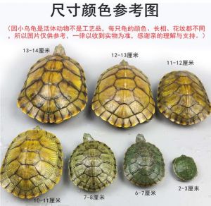 选对伙伴防冲突（巴西龟可以和什么龟养在一起）