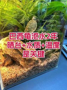 巴西龟养水有讲究，晾晒去氯，勤换少换看情况（巴西龟水质要求）