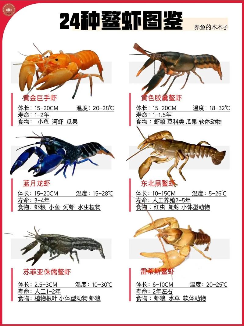观赏虾乌龟混养指南(什么虾好养活可以和乌龟混养) 观赏虾乌龟混养指南(什么虾好养活可以和乌龟混养)