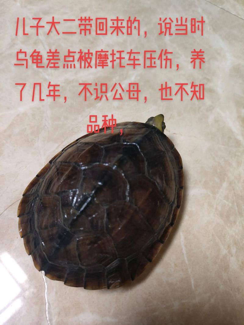 外形习性及养护差异(黑颈龟与草龟的区别) 外形习性及养护差异(黑颈龟与草龟的区别)