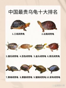 火焰龟与东锦龟价格及混养养护知识（火焰龟和东锦龟哪个贵）