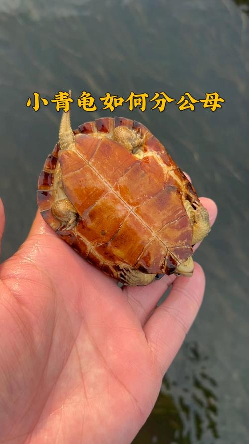 小龟公母难分?7厘米看泄殖孔和腹甲!(小青龟多大分公母) 小龟公母难分?7厘米看泄殖孔和腹甲!(小青龟多大分公母)