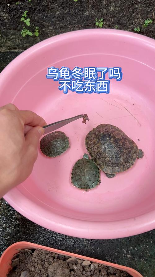 脂肪足环境好,安全过冬有保障(小乌龟冬天不吃东西能过冬吗) 脂肪足环境好,安全过冬有保障(小乌龟冬天不吃东西能过冬吗)