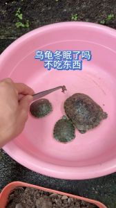 脂肪足环境好，安全过冬有保障（小乌龟冬天不吃东西能过冬吗）
