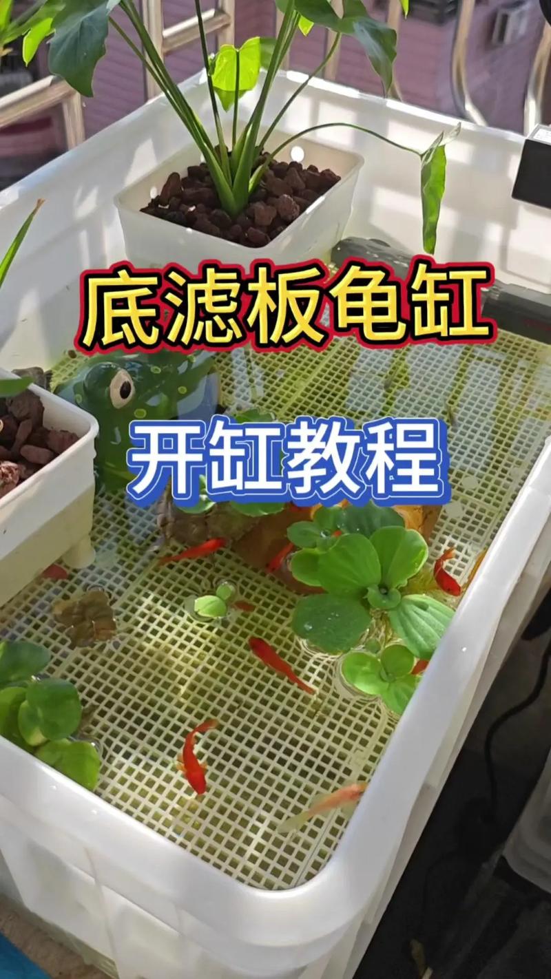 乌龟吃鱼缸虫卵吗?(鱼缸里养的乌龟吃虫卵吗) 乌龟吃鱼缸虫卵吗?(鱼缸里养的乌龟吃虫卵吗)