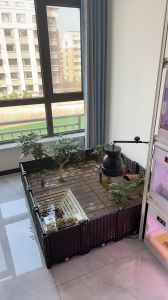 水陆比过滤温光，打造理想家（乌龟缸应该怎么布置）