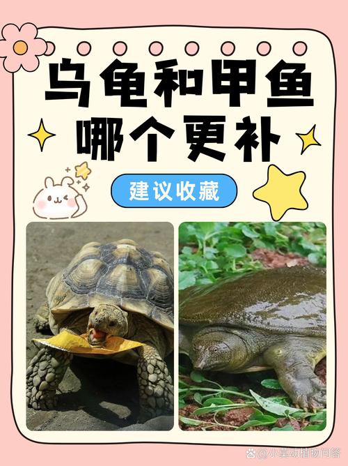 甲鱼鲜嫩美味,优于乌龟,是餐桌佳肴(鳖和乌龟哪个好吃) 甲鱼鲜嫩美味,优于乌龟,是餐桌佳肴(鳖和乌龟哪个好吃)