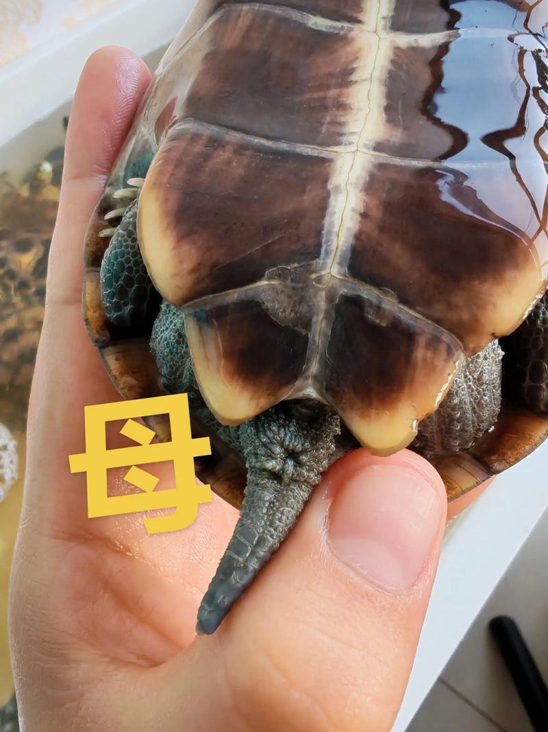 乌龟公母看尾巴泄殖孔,腹甲背甲有不同(尾巴长的是公龟还是母龟) 乌龟公母看尾巴泄殖孔,腹甲背甲有不同(尾巴长的是公龟还是母龟)