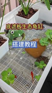 龟缸养鱼选对鱼，设避难所，合理布局，定时喂食，保持水质稳定（龟缸养鱼要注意什么）