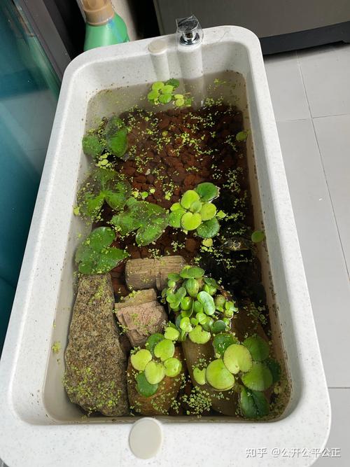 龟缸养草难?选耐龟品种更实用!(龟缸里养不了水草吗) 龟缸养草难?选耐龟品种更实用!(龟缸里养不了水草吗)