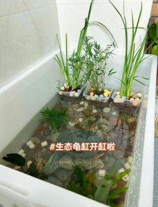 草龟缸高15-20cm，陆高水面10cm以上，兼顾潜晒活动（草龟缸的高度最好多少）