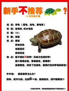 草龟与金钱龟区别大，好养易分辨（金钱龟和草龟的区别）
