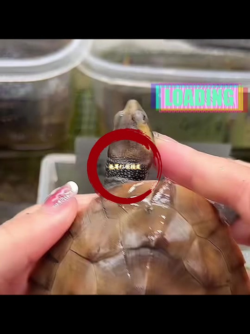 温顺互动,新手优选宠物(圆澳侧颈龟互动性高吗) 温顺互动,新手优选宠物(圆澳侧颈龟互动性高吗)