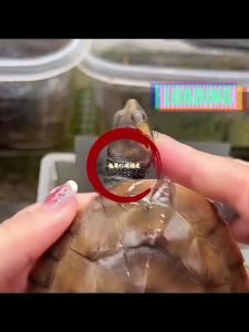 温顺互动，新手优选宠物（圆澳侧颈龟互动性高吗）
