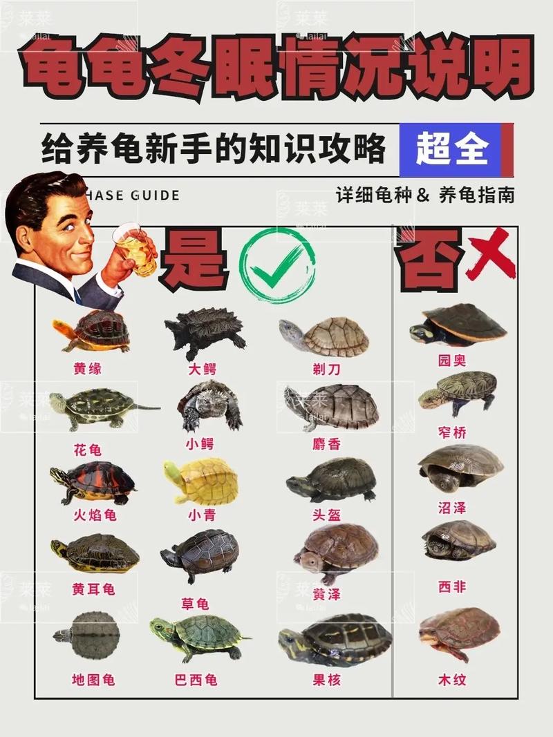 乌龟怎么过冬?家养和野生方法大!(冬季养小乌龟的方法) 乌龟怎么过冬?家养和野生方法大!(冬季养小乌龟的方法)